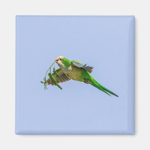 Monk Parakeet im Rio Grande Tal Magnet