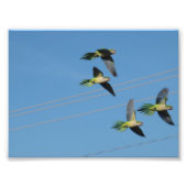 Monk Parrots Fotodruck (Vorne)