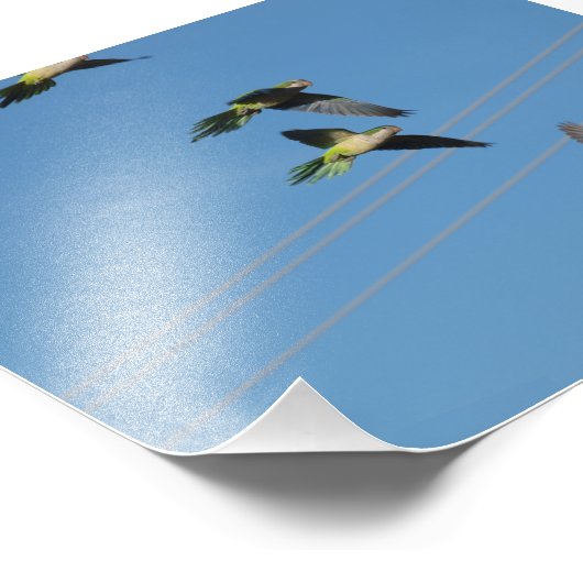 Monk Parrots Fotodruck (Ecke)