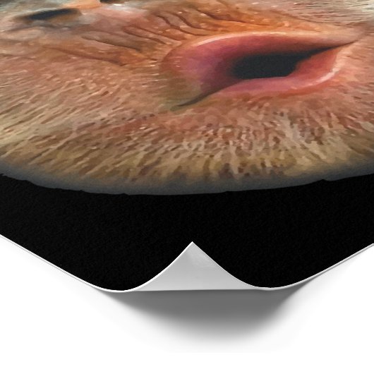 Monkey Blowing Stomach Face Poster (Ecke)