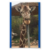 Monkey boy 4X6 Print #2 Fotodruck (Vorne)