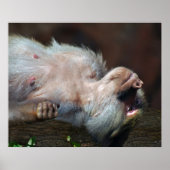 Monkey fröstelt nur poster (Vorne)