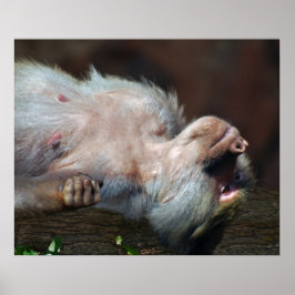 Monkey fröstelt nur poster