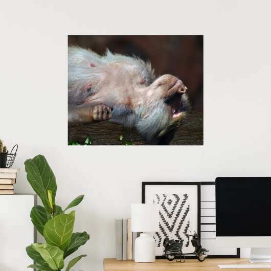 Monkey fröstelt nur poster (Heimbüro)