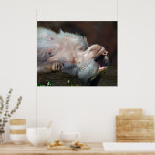 Monkey fröstelt nur poster (Küche)