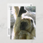 Monkey Greeter Postkarte (Vorne/Hinten)