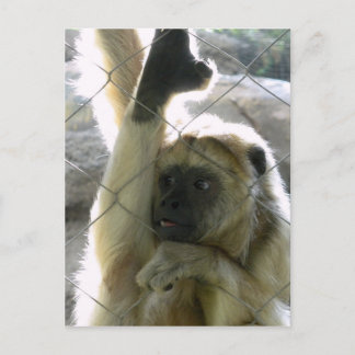 Monkey Greeter Postkarte