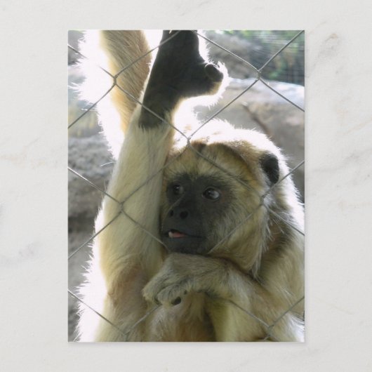 Monkey Greeter Postkarte (Vorderseite)