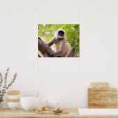 Monkey in jungle of Ranthambore National Park Poster (Küche)