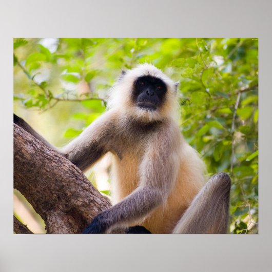 Monkey in jungle of Ranthambore National Park Poster (Vorne)