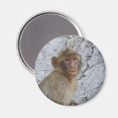 Monkey-Magnet Magnet (Vorderseite/Rückseite)