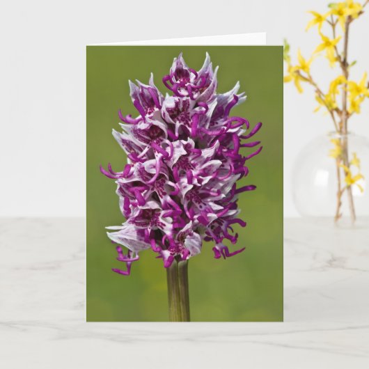 Monkey Orchid - Grußkarte Karte (Gelbe Blume)