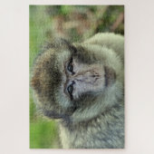 Monkey Puzzle (Vertikal)