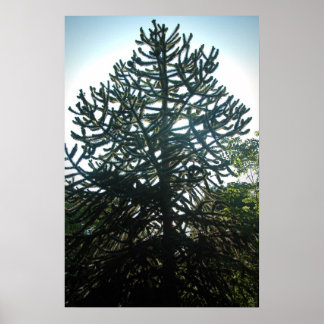 Monkey Puzzle Poster