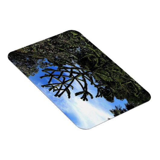 Monkey Puzzle Tree #1 Magnet (Rechte Seite)