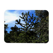 Monkey Puzzle Tree #1 Magnet (Horizontal)