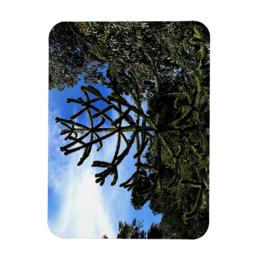 Monkey Puzzle Tree #1 Magnet (Vertikal)