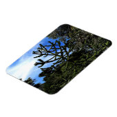 Monkey Puzzle Tree #1 Magnet (Linke Seite)