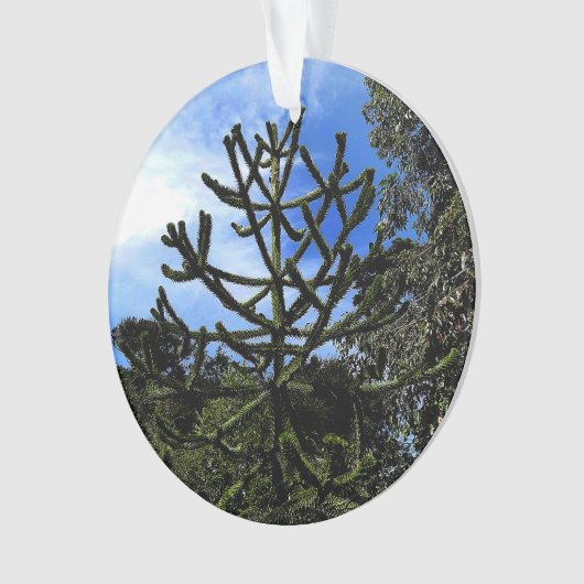 Monkey Puzzle Tree #1 Ornament (Vorderseite)