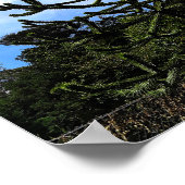 Monkey Puzzle Tree #1 Poster (Ecke)