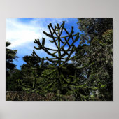 Monkey Puzzle Tree #1 Poster (Vorne)