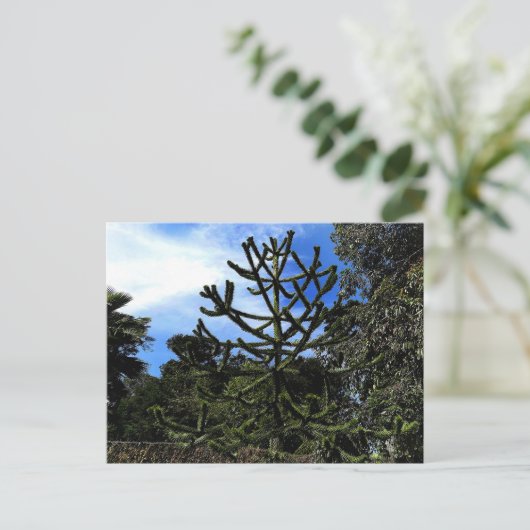 Monkey Puzzle Tree #1 Postkarte (Stehend Vorderseite)
