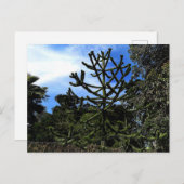 Monkey Puzzle Tree #1 Postkarte (Vorne/Hinten)