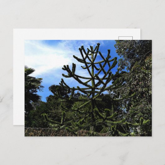 Monkey Puzzle Tree #1 Postkarte (Vorne/Hinten)
