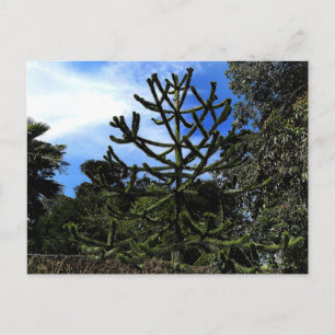 Monkey Puzzle Tree #1 Postkarte