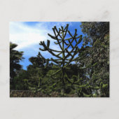 Monkey Puzzle Tree #1 Postkarte (Vorderseite)