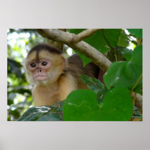 Monkey See... Poster