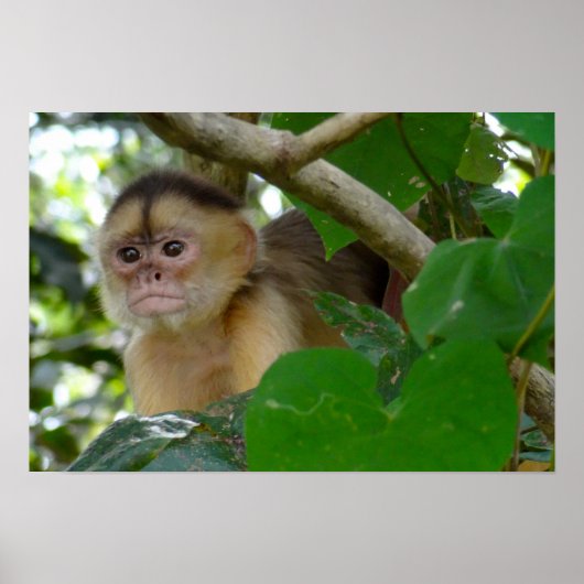 Monkey See... Poster (Vorne)