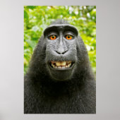 Monkey Selfie Poster (Vorne)