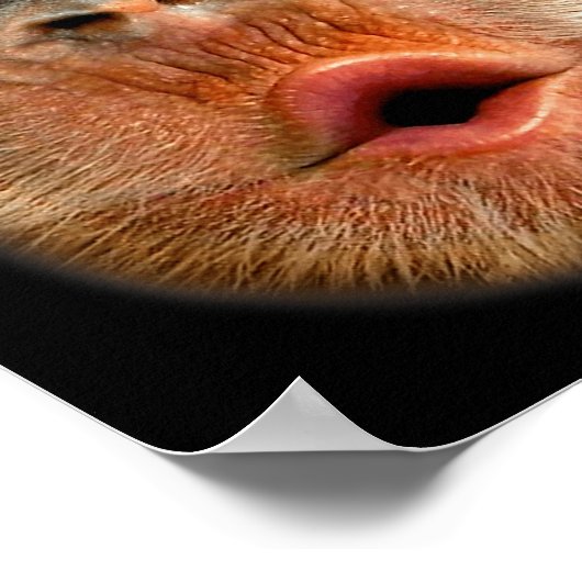 Monkey Stomach Funny Meme Cool Viral Video Poster (Ecke)