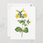 Monkeyblume (Mimulus sp.) von Redouté Postkarte (Vorne/Hinten)