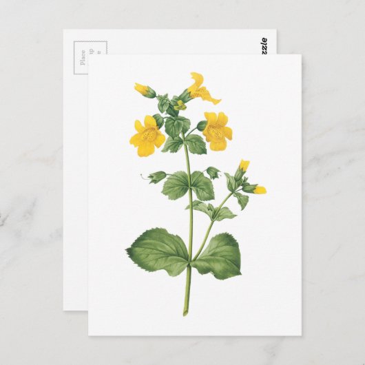 Monkeyblume (Mimulus sp.) von Redouté Postkarte (Vorne/Hinten)