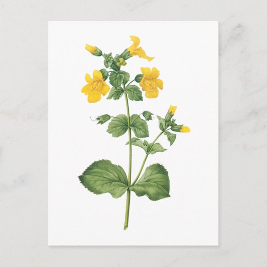 Monkeyblume (Mimulus sp.) von Redouté Postkarte (Vorderseite)