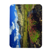 Monkeyblumen am Logan Pass im Glacier National Magnet (Vertikal)