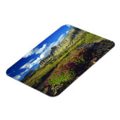 Monkeyblumen am Logan Pass im Glacier National Magnet (Linke Seite)