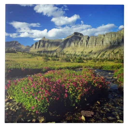 Monkeyblumen am Logan Pass im Gletscher National Fliese (Vorderseite)