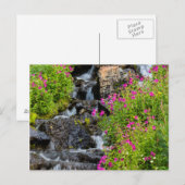 Monkeyblumen am Lunch Bach im Gletscher Postkarte (Vorne/Hinten)