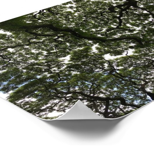 Monkeypod-Blätter Poster (Ecke)