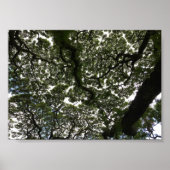 Monkeypod-Blätter Poster (Vorne)