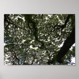 Monkeypod-Blätter Poster