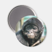 MONKEYS MAGNET (Vorderseite/Rückseite)