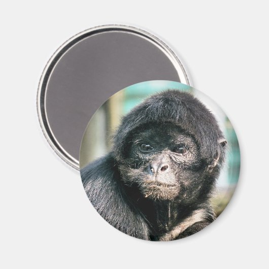 MONKEYS MAGNET (Vorderseite/Rückseite)