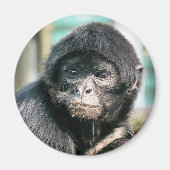 MONKEYS MAGNET (Vorne)