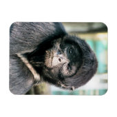 MONKEYS MAGNET (Horizontal)