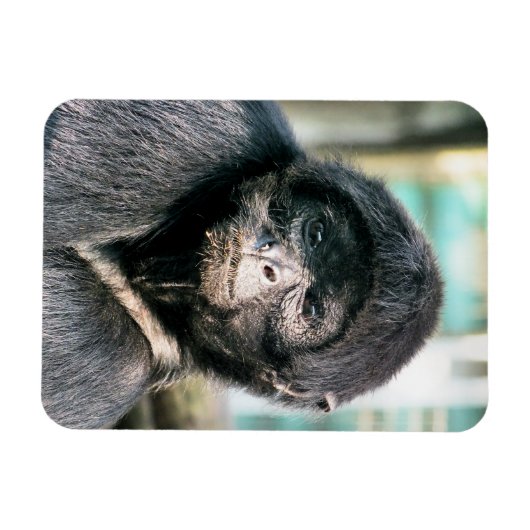 MONKEYS MAGNET (Horizontal)