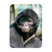 MONKEYS MAGNET (Vertikal)